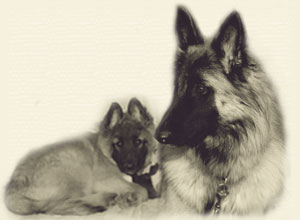 Themenbild-Ambra_Home